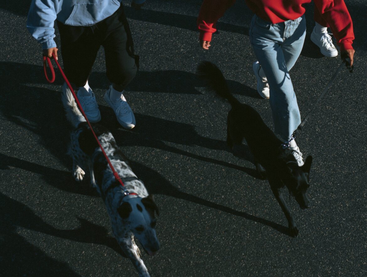 People walking their dogs