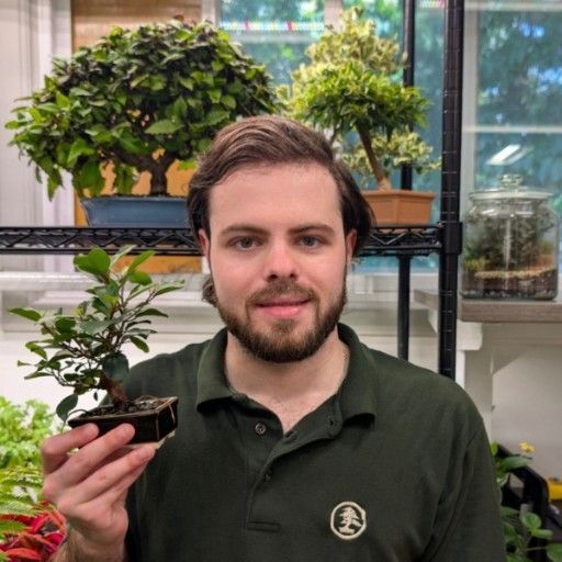Chaos Bonsai